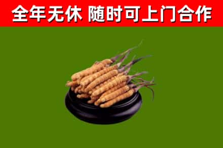 睢阳回收散虫草