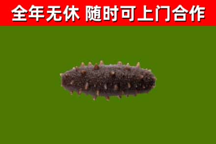 睢阳回收海参干